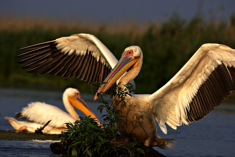 white pelican