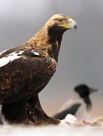 eastern imperial eagle| Birding tours Hungary