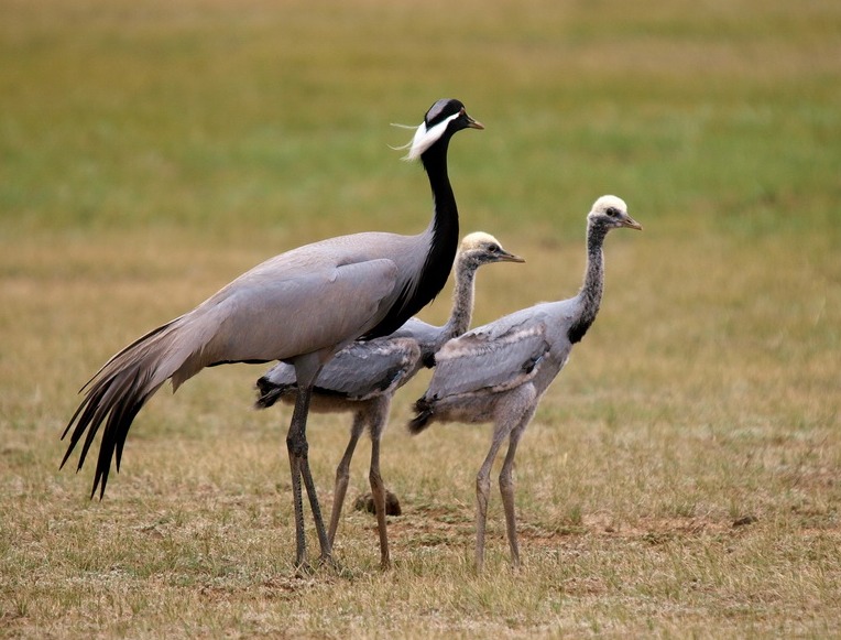 demoiselle crane | Birding tours Mongolia