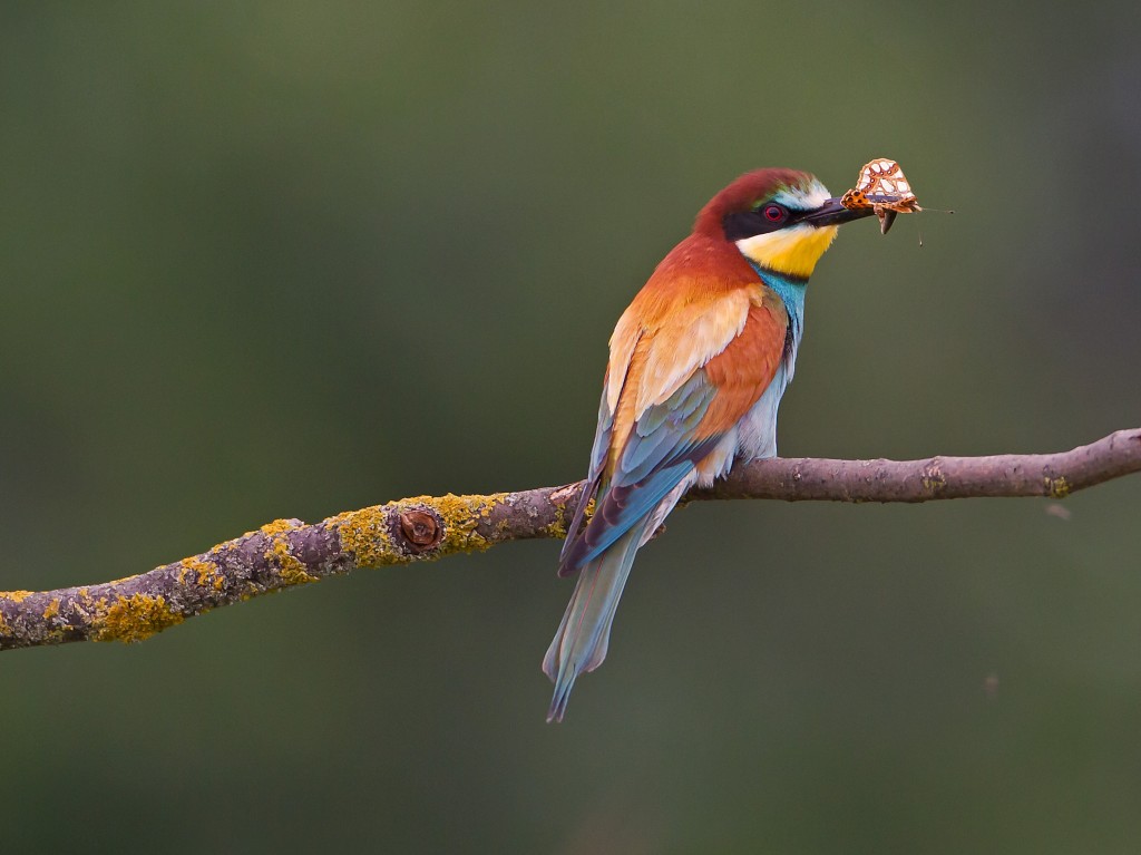 Bee-eater | Bird photography tours Hungary