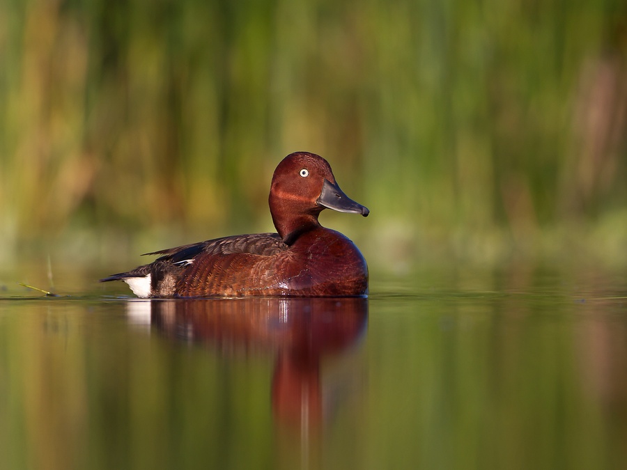 Ferriginous Duck | Bird photography tours Hungary