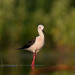 Black-winged Stilt at the waterside photography hide by Mark Curley