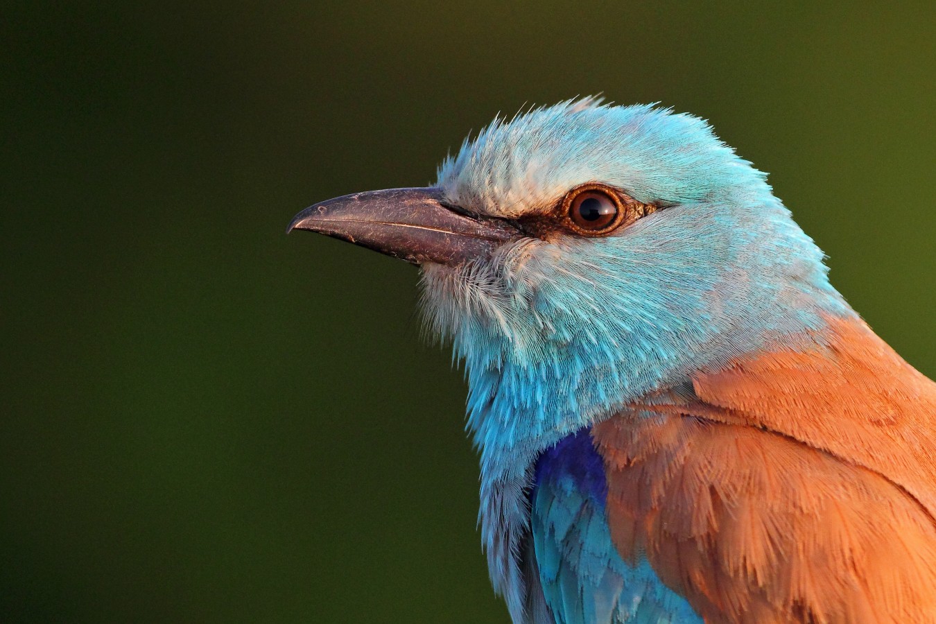 European Roller close-up taken during our bird photography tour