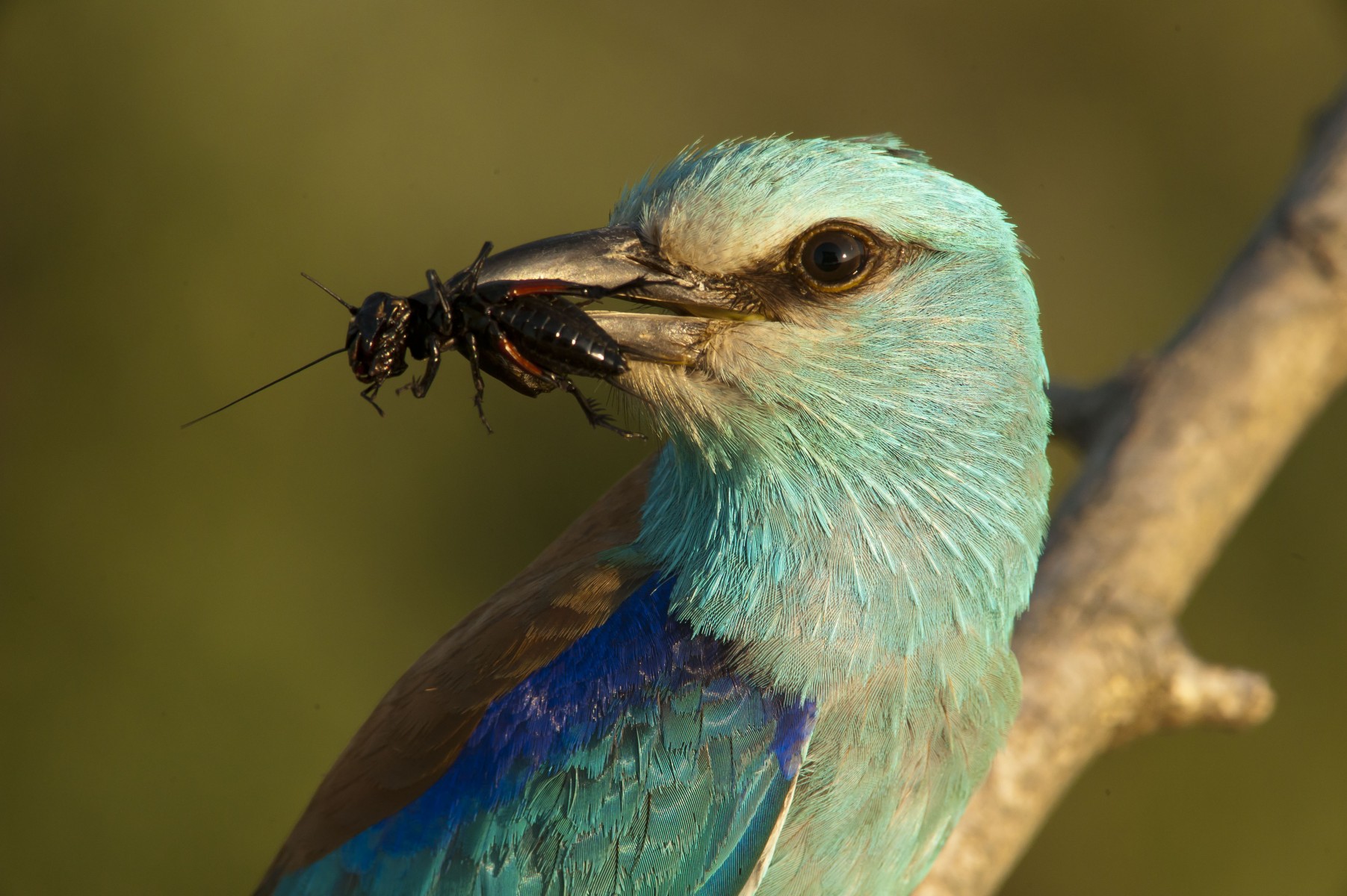 European Roller taken during our bird photography tour
