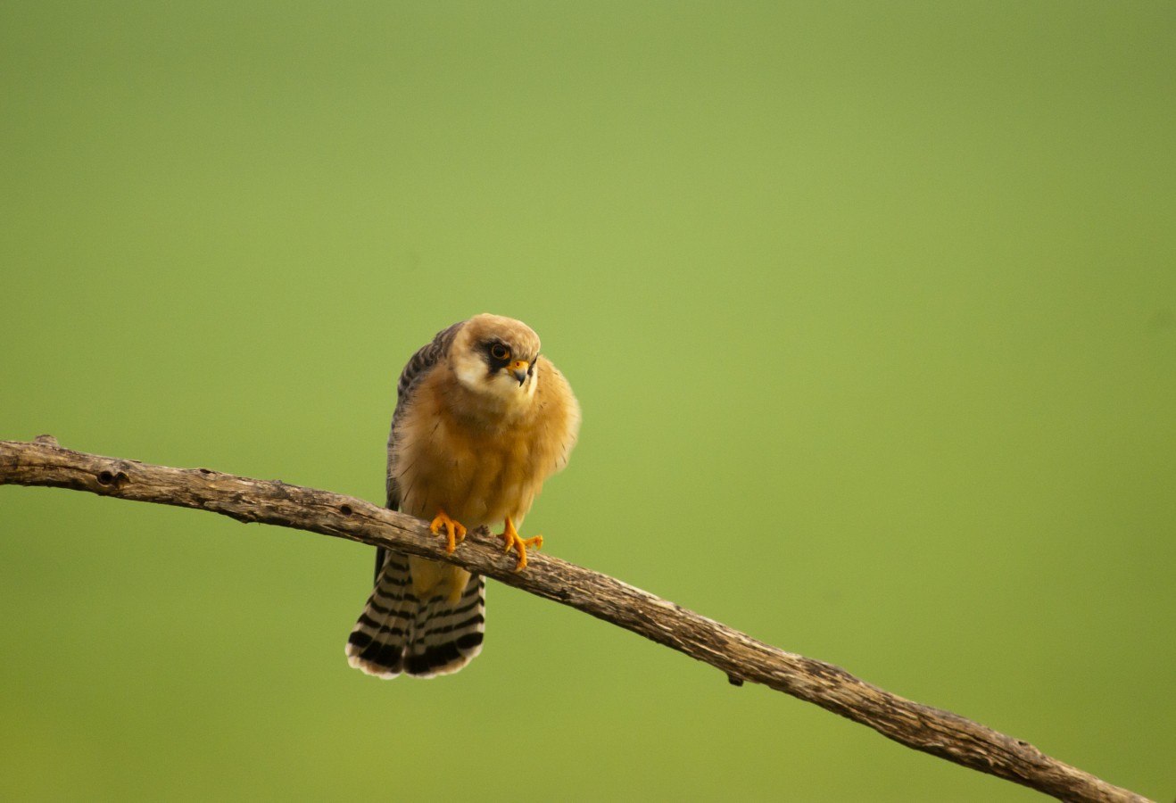 Red-footed Falcon female taken during our bird photography tour