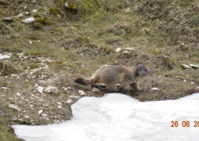 Wildlife Holiday in Slovenia