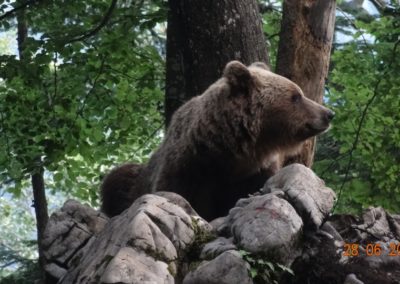 Wildlife Holiday in Slovenia