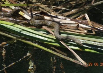 Wildlife Holiday in Slovenia