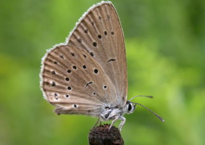 Butterfly tour Slovenia | Scarce Large Blue