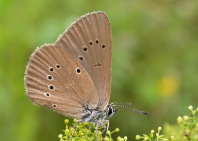 Butterfly tour Slovenia | Dusky Large Blue