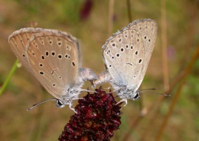 Butterfly tour Slovenia | Scarce Large Blue