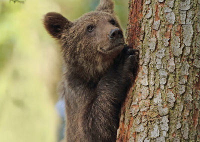 Wildlife Holiday in Slovenia