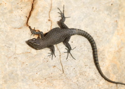 Wildlife Holiday Croatia Slovenia