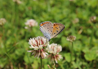 Wildlife Holiday Croatia Slovenia