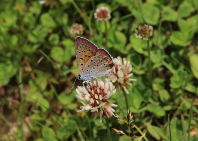 Wildlife Holiday Croatia Slovenia