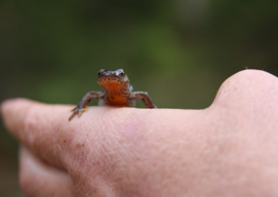 Wildlife Holiday Croatia Slovenia
