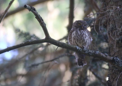 Wildlife Holiday Croatia Slovenia