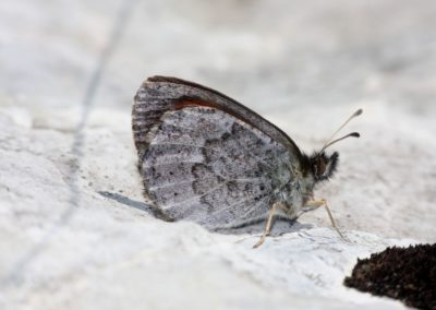 Butterfly tour Slovenia | Lorkovic's brassy ringlet
