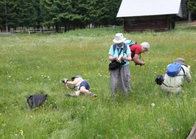 Wildlife Holiday in Slovenia