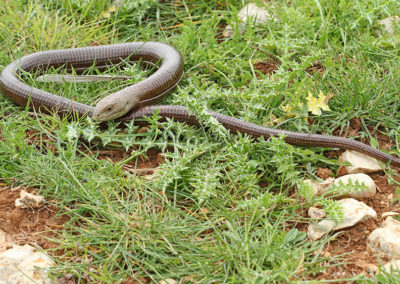 Wildlife Holiday in Slovenia