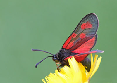 Wildlife Holiday in Slovenia