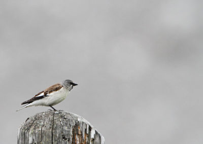 Wildlife Holiday in Slovenia