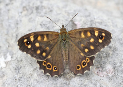 Wildlife Holiday in Slovenia