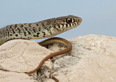 Wildlife Holiday Croatia Slovenia