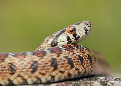 Wildlife Holiday Croatia Slovenia