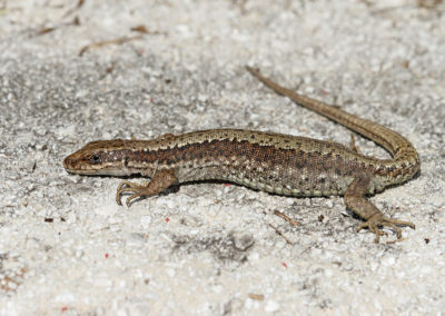 Wildlife Holiday Croatia Slovenia