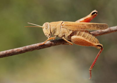 Wildlife Holiday Croatia Slovenia