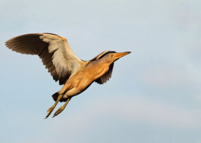 Wildlife Holiday Croatia Slovenia