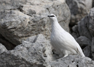 Wildlife Holiday Croatia Slovenia