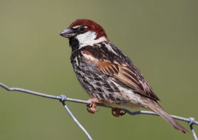Wildlife Holiday Croatia Slovenia