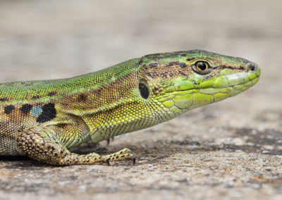 Wildlife Holiday Croatia Slovenia