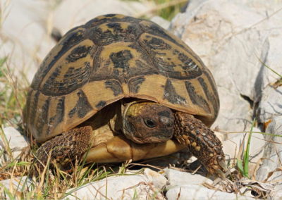 Wildlife Holiday Croatia Slovenia
