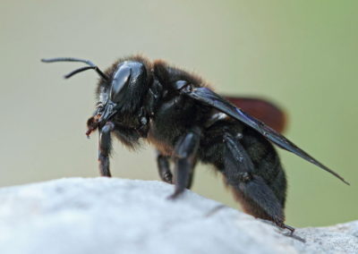 Wildlife Holiday Croatia Slovenia