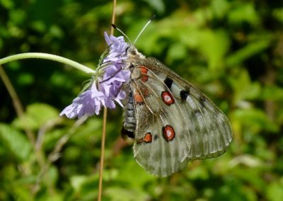 Butterfly tour Slovenia | Apollo butterfly