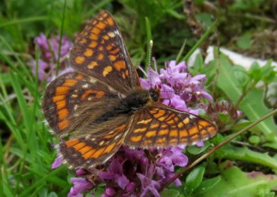 Butterfly tour Slovenia | Asian Fritillary