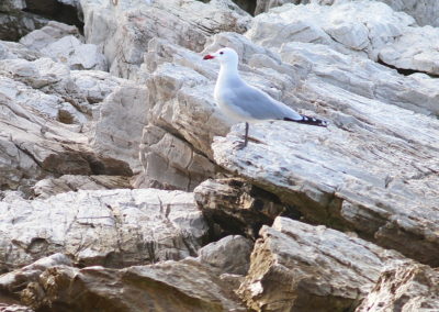 Wildlife Holiday Croatia Slovenia