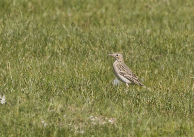 Blyth\'s Pipit (Anthus godlewskii) by John Oates | Birding tours Mongolia