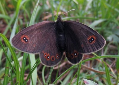 Butterfly tour Slovenia | Bright-eyed Ringlet