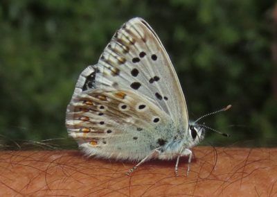 Butterfly tour Slovenia | Chalkhill Blue