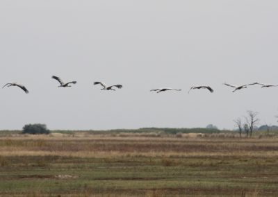 Common Cranes in Hortobagy| Biding tour Hungary Autumn