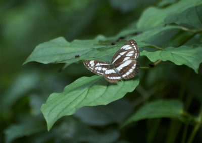Cmmon Glider butterfly | Biding tour Hungary Autumn