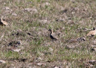 Eurasian Dotterel (Charadrius morinellus) | Biding tour Hungary Autumn