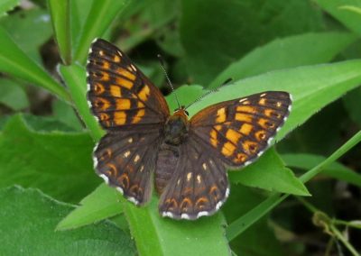 Butterfly tour Slovenia | Duke of Burgundy