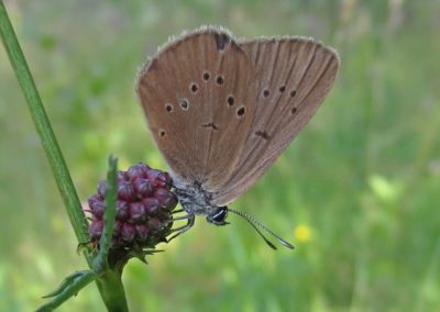 Butterfly tour Slovenia | Dusky Large Blue