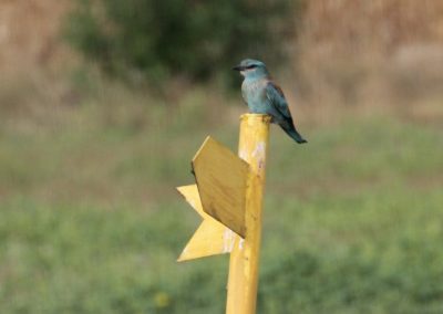 European Roller (Coracias garrulus) | Biding tour Hungary Autumn