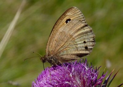 Butterfly tour Slovenia | Great Sooty Satyr (Satyrus ferula)